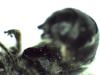 Chelostoma sp.